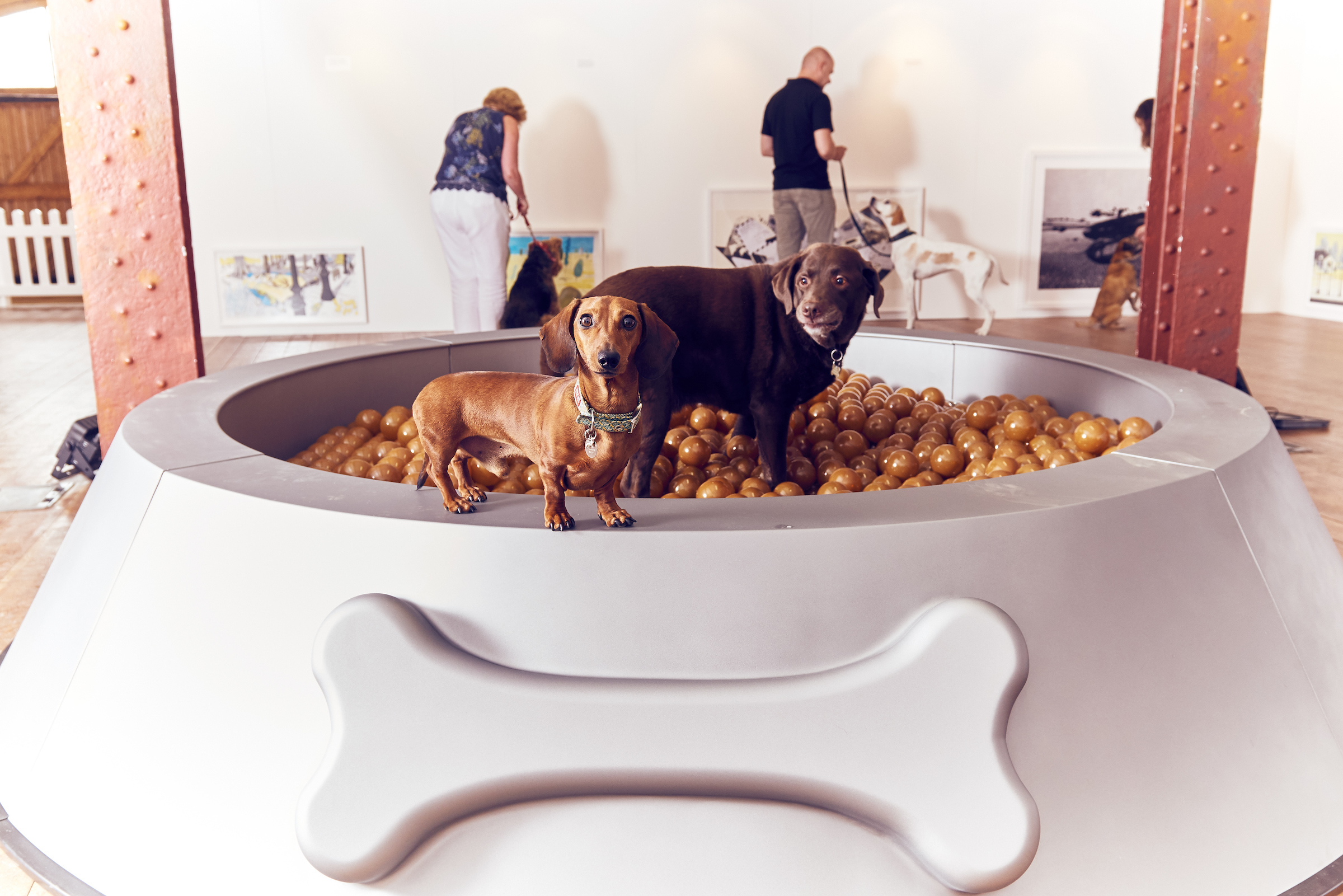BUCK_Dogs_Exhibition-3.jpg