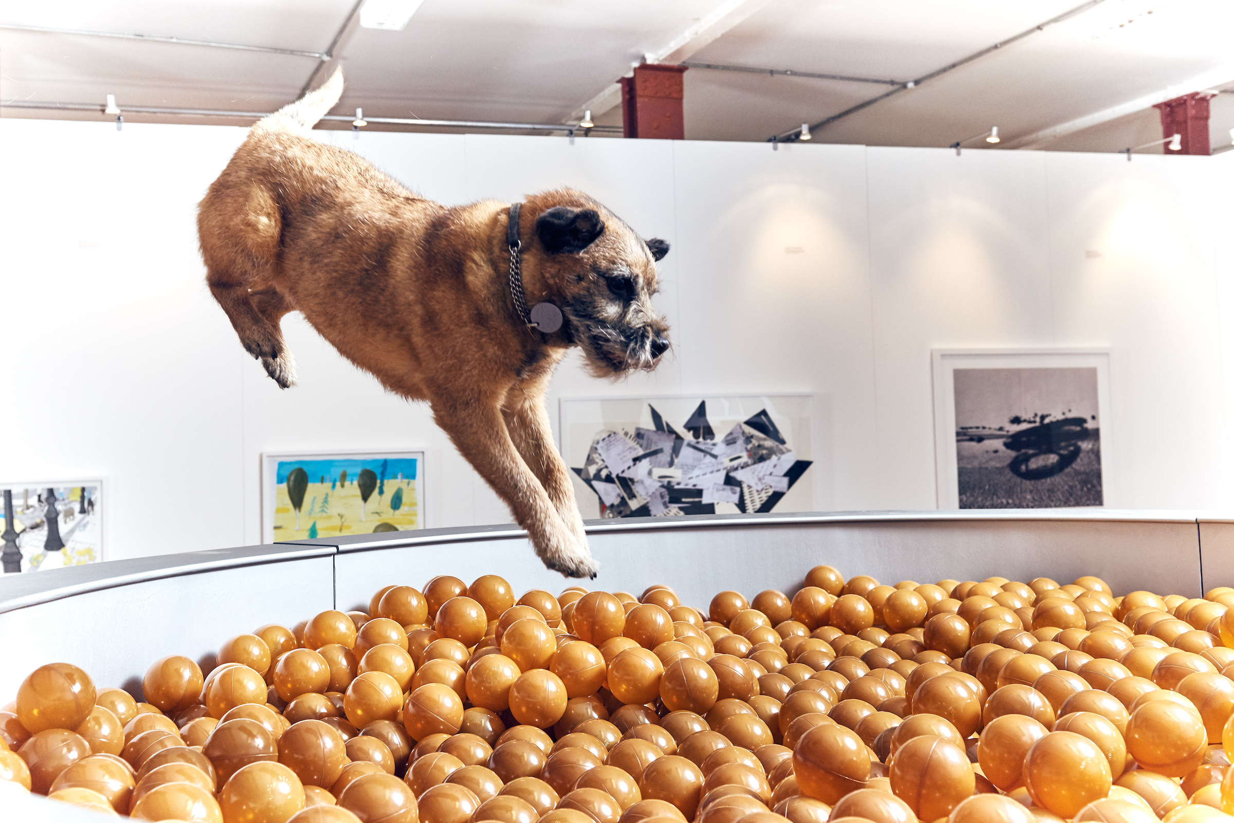BUCK_Dogs_Exhibition-6.jpg