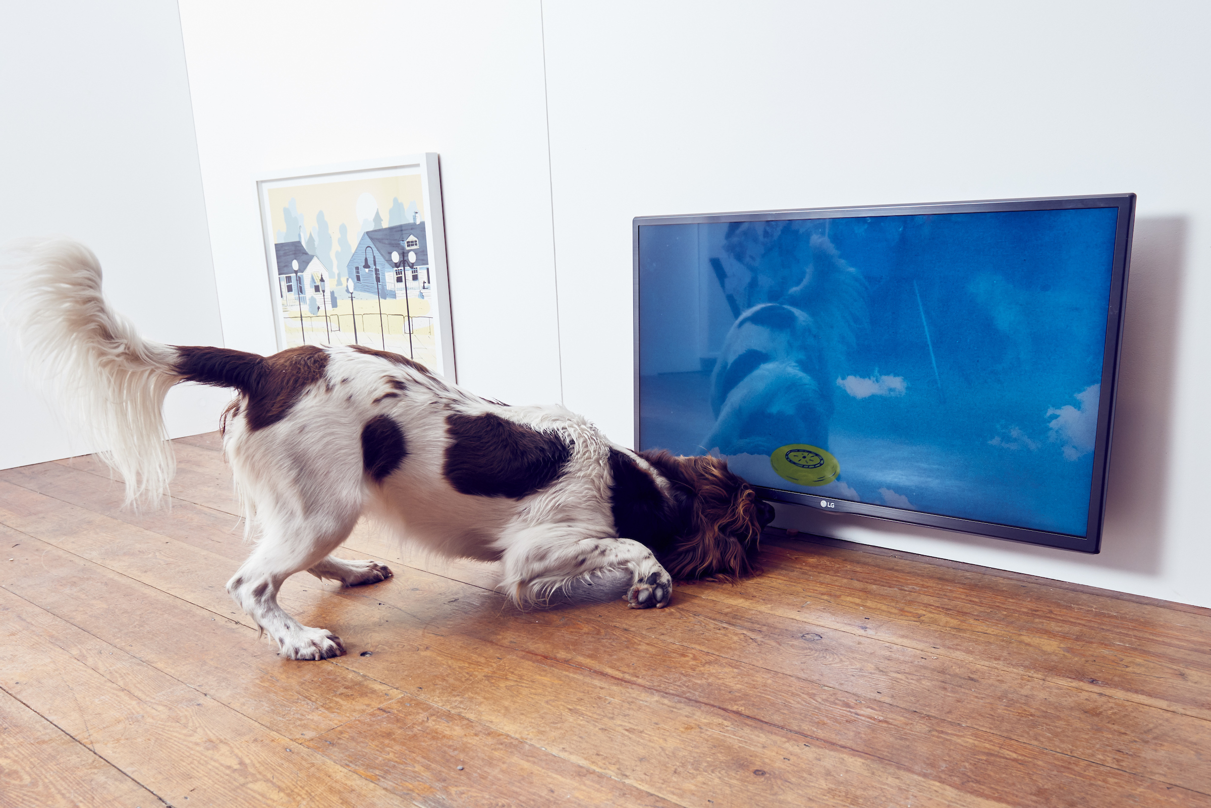 BUCK_Dogs_Exhibition-7.jpg