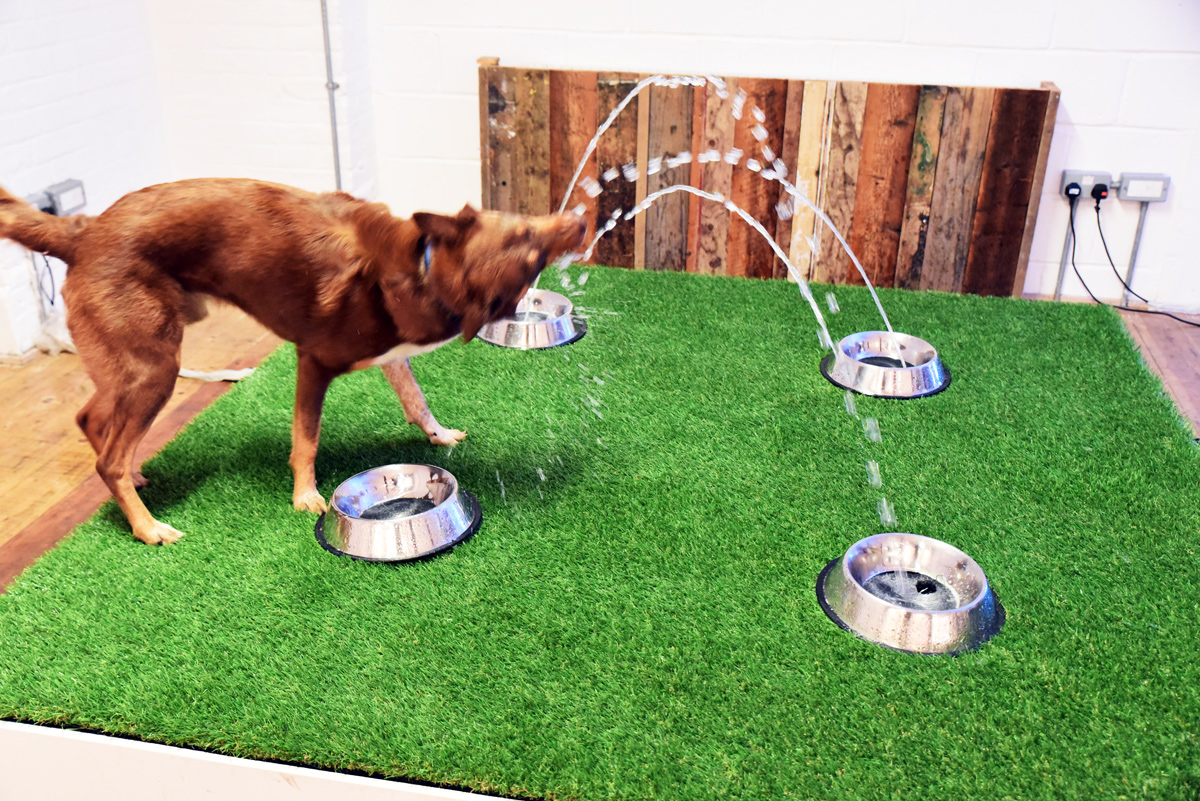 waterdog.jpg