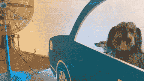 dogcar.gif
