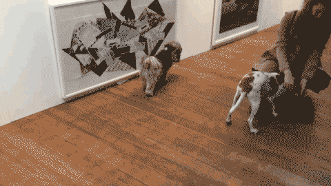 doggallerydominc.gif